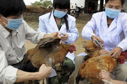 An Giang, Đồng Tháp 'chỉ đạo khẩn' kiểm soát mua bán gia cầm vùng bên giới