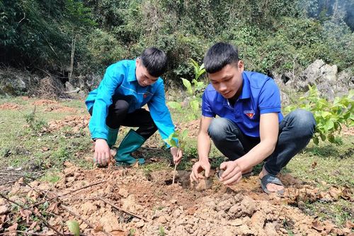 Bắc Kạn trồng hơn 6.000 cây Dổi xanh vào Khu bảo tồn thiên nhiên Kim Hỷ