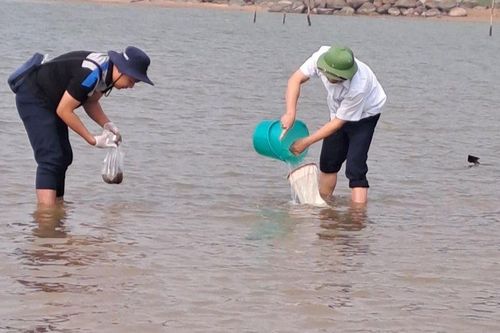 Hà Tĩnh: Mật độ nuôi dày, thời tiết lạnh khiến nghêu chết hàng loạt