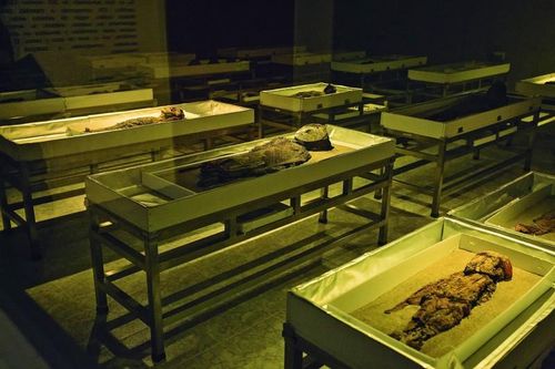 Báo động loạt xác ướp cổ nhất thế giới có dấu hiệu phân hủy
