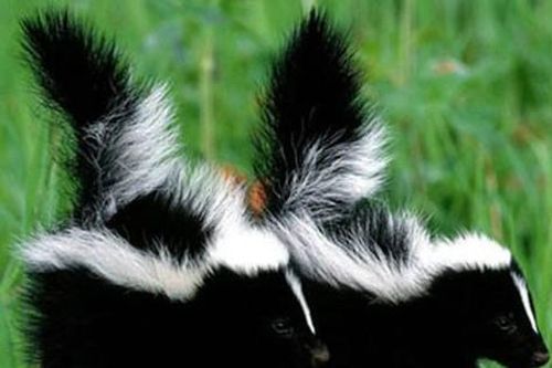 Top 10 loài động vật 'khủng bố khứu giác' đáng sợ nhất thế giới