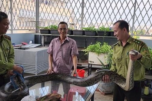 Người dân bàn giao nhiều trăn đất quý hiếm cho Kiểm lâm TPHCM