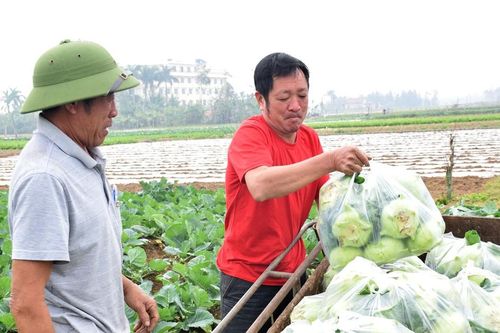 Nông dân Nghệ An thu lãi 8 triệu đồng/sào su hào, cải bắp