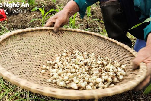 Nghệ An: Đầu vụ thu hoạch, giá hành tăm tăng cao