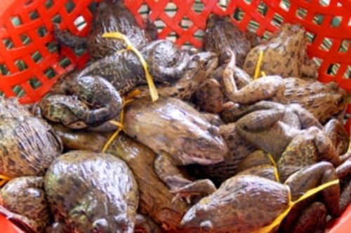 Nông dân huyện Tháp Mười nuôi ếch lãi hơn 20.000 đồng mỗi kg