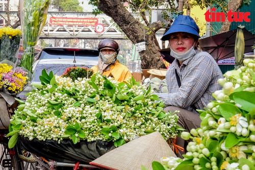 Dịu dàng mùa hoa bưởi về trên phố phường Hà Nội