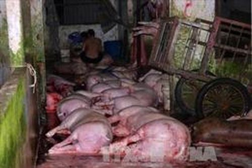 Giám sát việc sử dụng chất cấm trong chăn nuôi, giết mổ gia súc