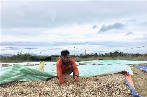 Năng suất giảm vì thời tiết gây thiệt hại cho người trồng tỏi Khánh Hòa