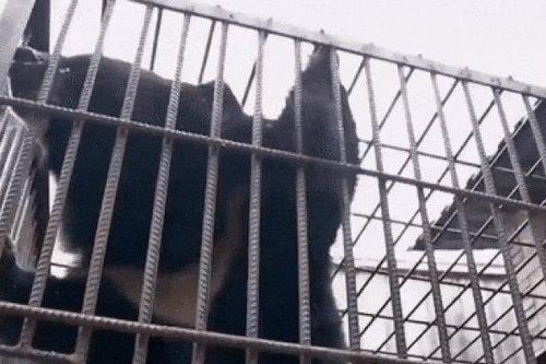 Trung Quốc: Nuôi 'chó ngao Tây Tạng' suốt 2 năm, 'ngã ngửa' vì sự thật bất ngờ