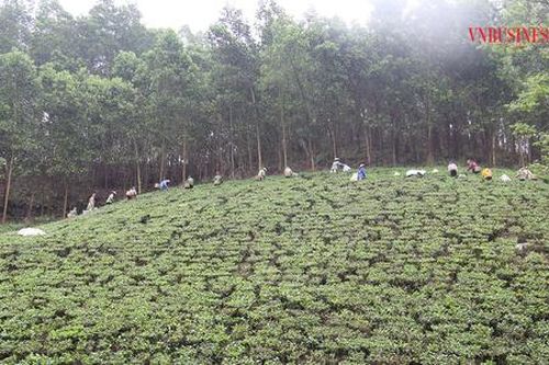 Võ Nhai thúc đẩy HTX phát triển, phá thế 'ba khó' vùng dân tộc thiểu số