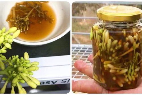 Uống hoa đu đủ đực ngâm mật ong vào lúc nào?