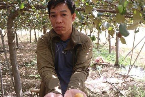 Nhiều nông dân trồng táo ở Ninh Thuận khóc ròng vì bụi