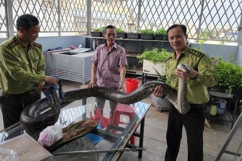 Trăn đất khủng người dân TP.HCM tự nguyện giao Kiểm lâm hiếm cỡ nào?