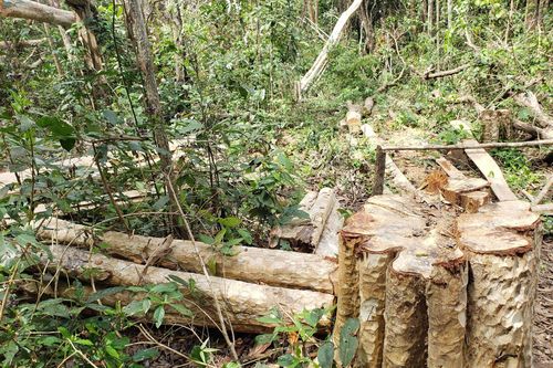 Khởi tố vụ chặt hạ 149 cây rừng tại Gia Lai