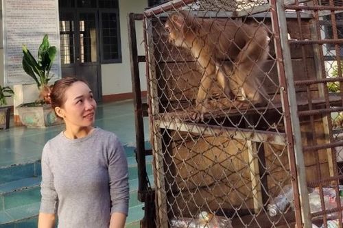 Kon Tum: Bàn giao con khỉ đuôi lợn quý hiếm cho Vườn quốc gia Chư Mom Ray