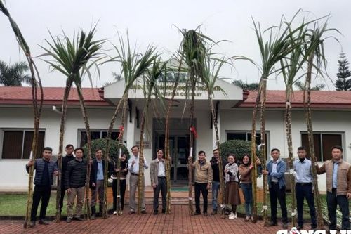 Độc đáo cuộc thi 'hoa hậu' dành cho… cây mía
