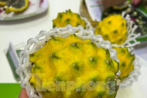 Lạ mắt thanh long vàng độc lạ, giá đắt gấp 15 lần loại thường