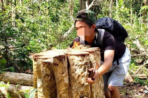Xác định 2 đối tượng đốn hạ 149 cây rừng ở Gia Lai
