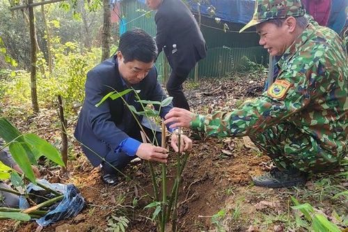 Triển khai mô hình 'Lũy tre biên giới Việt Nam'