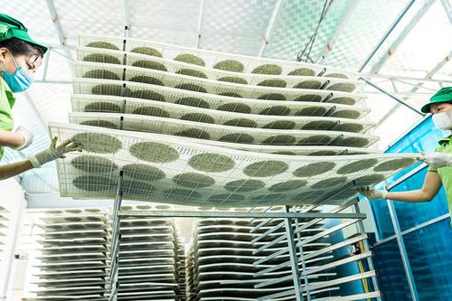 Đôi bạn 9X về quê lập nghiệp, bán 1 triệu bánh đa vừng sang Nhật Bản