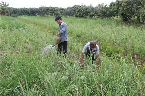 Xây dựng vùng chuyên canh sả trên đất nhiễm mặn hạ lưu sông Tiền