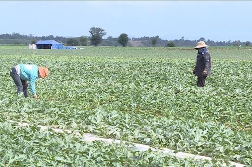 Vụ mùa vui trên đất hạn