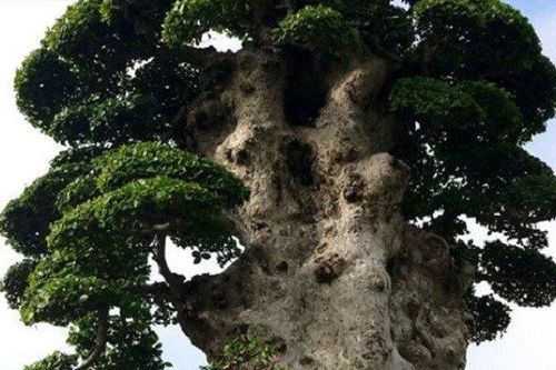 Cận cảnh cây duối tiền tỷ dáng 'lạ', nhiều đại gia hỏi mua nhưng chủ quyết không bán
