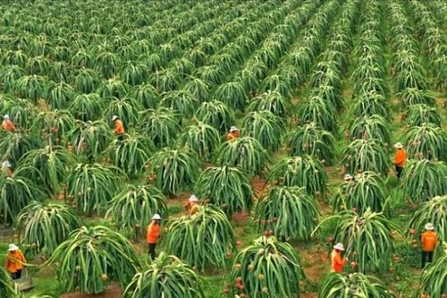 Thiếu vùng nguyên liệu đạt chuẩn, doanh nghiệp khó tiếp cận thị trường quốc tế