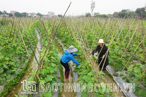Để trồng rau là 'một vốn bốn lời'