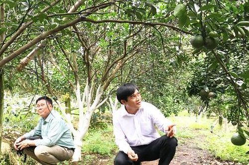 HTX 'hái trái ngọt' với công nghệ cao