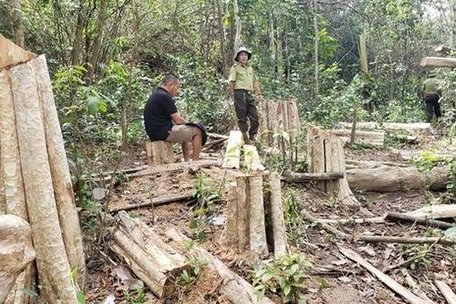 Vụ 149 cây gỗ bị cưa hạ trái phép: Chuyển hồ sơ sang cơ quan Công an
