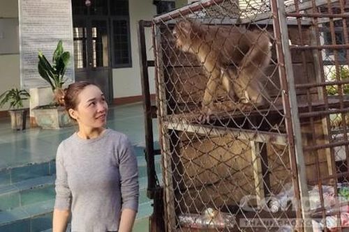 Bàn giao khỉ đuôi lợn nguy cấp, quý hiếm để thả về tự nhiên
