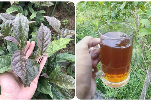 Những ai không nên uống xạ đen?