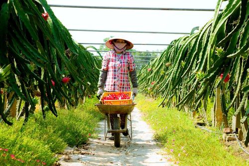 Nâng cao hiệu quả sử dụng đất nông nghiệp