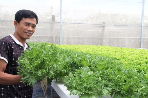 Trồng rau thủy canh khép kín trong nhà màng đem lại thu nhập cao