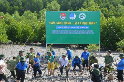 Cà Mau: Khởi động Tháng thanh niên, trồng 3.000 cây đước tại Mũi Cà Mau