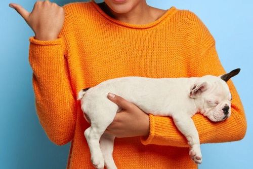 Những nơi chăm sóc thú cưng uy tín được bạn trẻ yêu thích ở Hà Nội