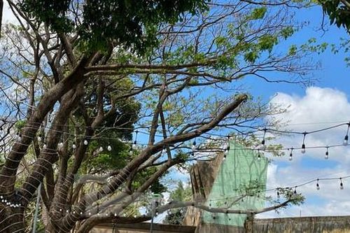 Tuyến phố cà phê miễn phí đẹp ngất ngây, hút khách tới Đắk Lắk