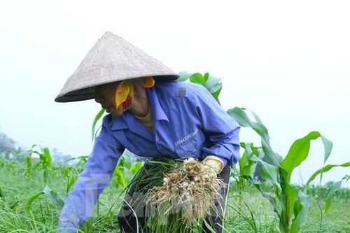 Nông dân Nghệ An bội thu vì giá hành vọt tăng cao nhất trong 3 năm