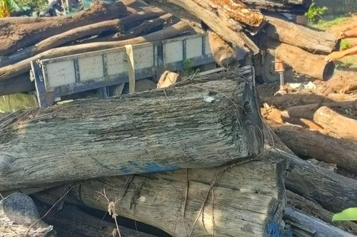 Kỷ luật 2 nguyên chủ tịch huyện ở Đắk Lắk liên quan vụ 1.000m3 gỗ bị hư hỏng