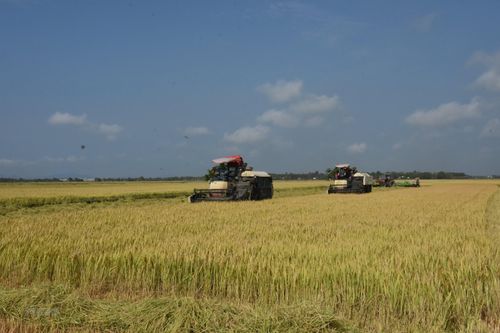 Vụ lúa Đông Xuân ở Bà Rịa-Vũng Tàu trúng mùa, giá bán cao