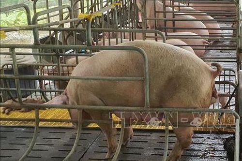 Bình Phước xử lý nghiêm việc vận chuyển động vật trái phép qua biên giới