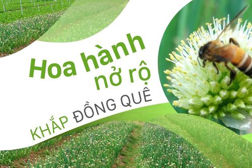 Hoa hành nở rộ khắp đồng quê