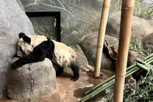 Xót xa hình ảnh 'báu vật' Trung Quốc tiều tụy, phải xin ăn trên đất Mỹ