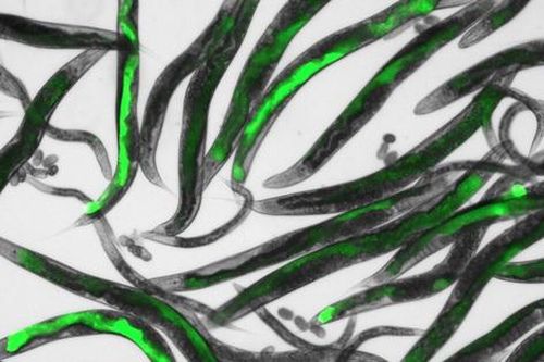 Giun biến đổi gene phát hiện ô nhiễm không khí trong nhà