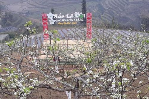 Lào Cai: Sắp diễn ra chương trình Sắc lê Cao Nguyên Trắng - Hoàng Thu Phố 2023