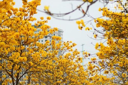 Mùa hoa phong linh rực rỡ sắc vàng cả một góc phố Hà Nội