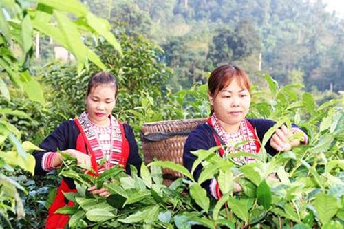 Đánh thức hương chè Shan tuyết Hà Giang