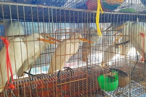 Kỳ cuối: Chung tay bảo vệ 'sứ giả bầu trời'