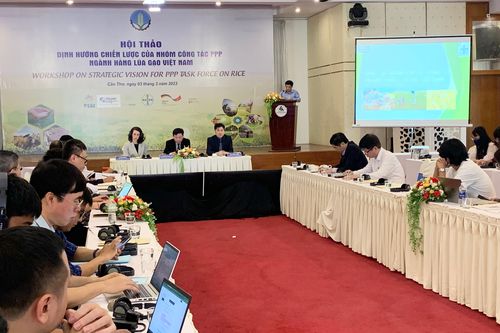 Tăng cường hợp tác công-tư trong phát triển ngành hàng lúa gạo